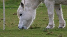 White pony grazing on green pasture. 