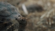	Close up Tracking shot of slowly moving African spurred tortoise in nature