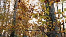 Yellow Leaves In Full Autumn Forest