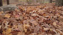 Fall Foliage Peak - Falling Autumn Leaves from Trees on Ground - Leaf Changing Vibrant Colors