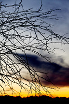Bare tree branches sunset silhouette
