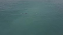 Dolphins on the shore of San Clemente California
