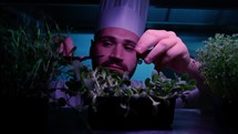 Chef Selecting The Plant For His Dish Using Scissors 