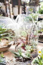 potted plants in terrariums 