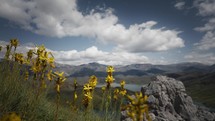 Scenic view of yellow flowers in a field with clouds and mountains in the background