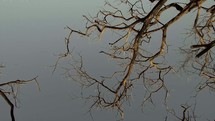 winter tree branches 