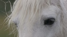 Closeup of white horse standing in the breeze.