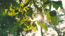 sunburst through a tree 