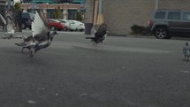 pigeons on a city street