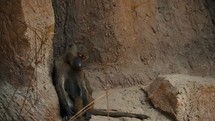 Baboon Sitting On Rocky Area Of A Zoo - wide	
