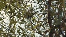 production of Italian organic olives