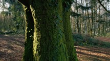 Walking Around Trees With Moss In The Mountains