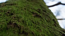 Climbing Up From Tree Trunk With Green Moss In Trentino Alto Adige