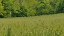 Deer in a Grassy Meadow