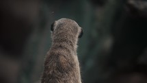 Single vigilant meerkat standing upright keeping a lookout; African animal