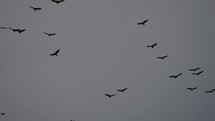 Hundred of Birds Circling in the Sky, a Flock of Crows. Raven Bird Slow Motion	
