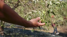 Hand picks olives from the branch