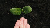 Hand pouring water on a green seedling in soil.