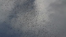 A swarm of flying bugs against the sky