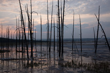bare trees in a marsh
