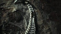 Skeleton of a dead animal