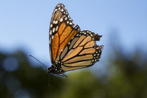 monarch butterfly in flight 