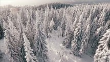 drone flying over a winter forest 