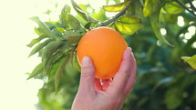 picking an orange 