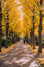 fall trees over a sidewalk in Copenhagen 