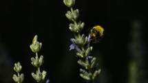 a bee on a flower 