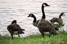 Canada Geese by a pond 