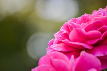 Closeup Rose Bloom