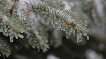 wet pine boughs 