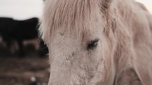 Pony at winter