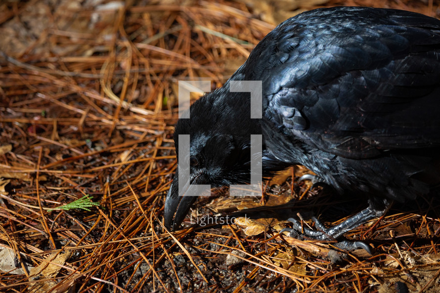 Crow eating from ground