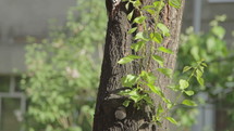 Woodpecker hitting tree with beak in city. Close up.
