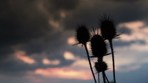 Thistle moving in the breeze at sunset.