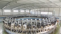 Cows during milking on a rotary milking parlor in a large dairy farm