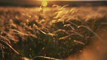 Close-up wheat spikelets on field on beautiful nature sunset andscape on sun rays . Grown rich harvest . Areas of agricultural plant production. Healthy food. Summer season and warm weather on rural.