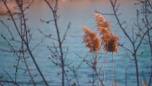 Pampas grass  at the sunset by the lake
