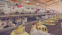 Large chicken farm with thousands of hens and roosters