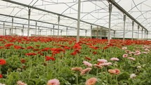 Gerbera flowers in many colors growing inside a large greenhouse