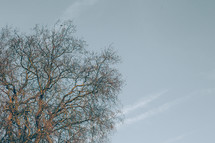 Blue Sky & a winter Tree