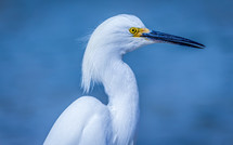 white egret 