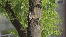 Woodpecker hitting tree with beak in city.
