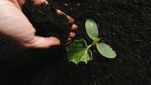 Hand pouring soil onto a small seedling.