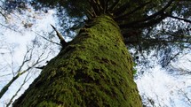 Tree Trunk With Green Moss In The Mountains