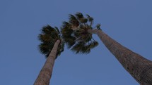 Tall palm trees swaying in the wind