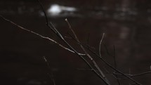 Forest tree branch with a river flowing in the background, slow motion view