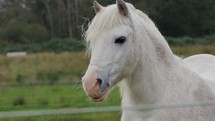 Beautiful White Horse At The Farm Ranch.